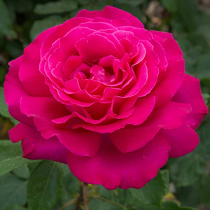 Vrtnica čajevka - Roza - Velasquez® - 